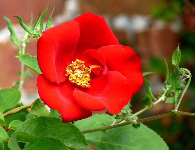 Red Rose