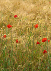 Poppies and wheat