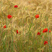 Poppies and wheat