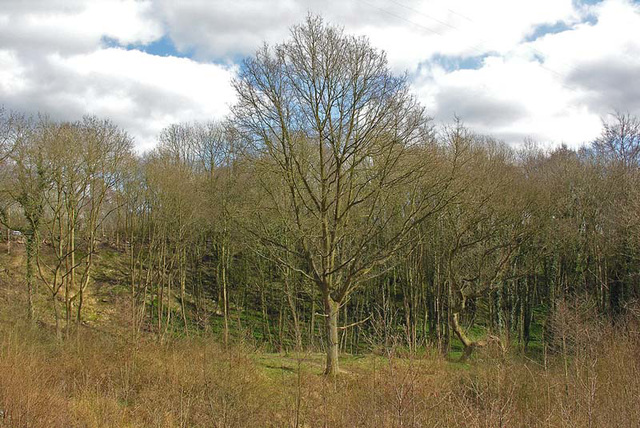 Poynton Coppice