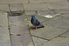 Oxford – Bodleian Library – Bodleian pidgeon