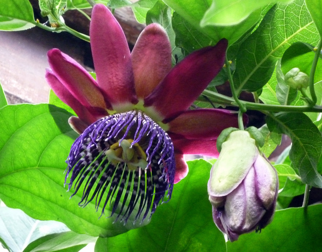 Passion Flower