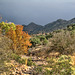 Fall In The Mule Mountains