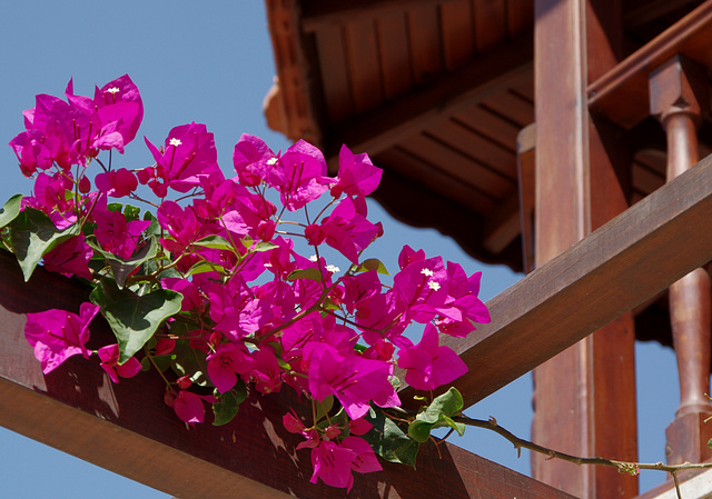 bougainvillea