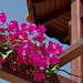 bougainvillea