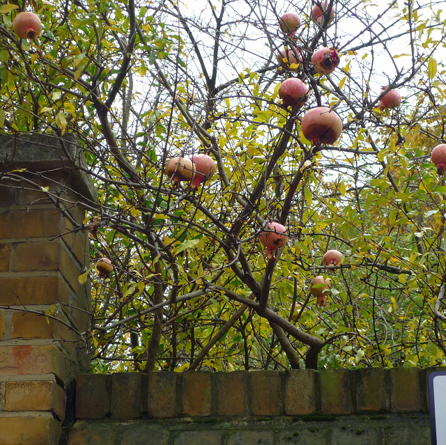 Guess Where Fruit