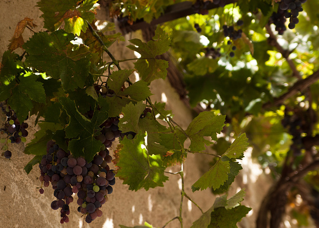 More grapes in Grambois