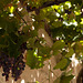 More grapes in Grambois