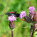 Narrow Bordered Five Spot Burnet, Zygaena lonicerae and Soldier Beetles,Rhagonycha fulva.