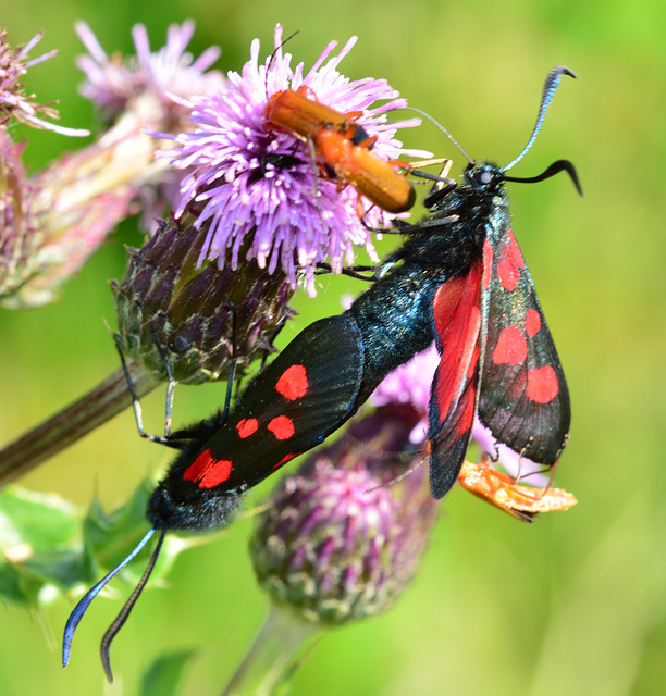 Narrow Bordered Five Spot Burnet, Zygaena lonicerae and Soldier Beetles,Rhagonycha fulva.