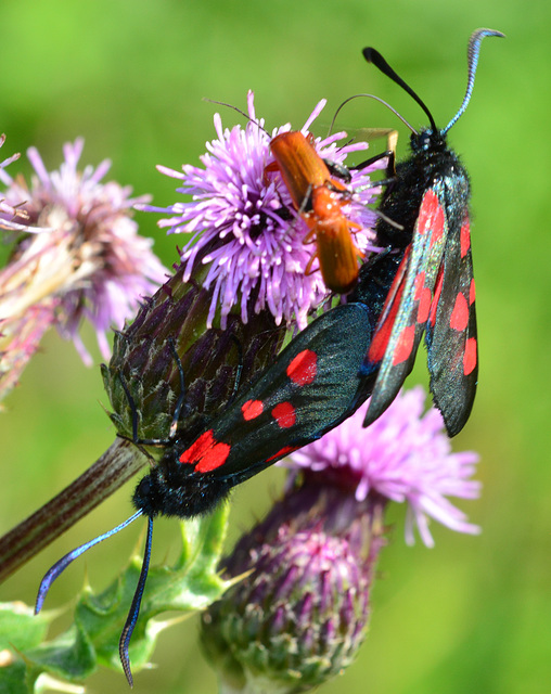 Narrow Bordered Five Spot Burnet, Zygaena lonicerae and Soldier Beetles,Rhagonycha fulva.