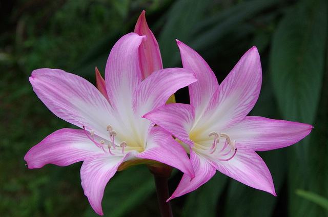 Amaryllis belladonna