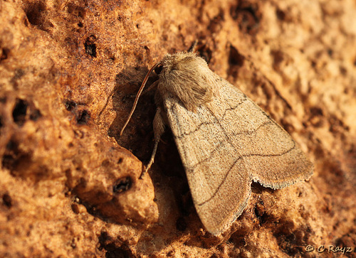 Treble Lines Moth