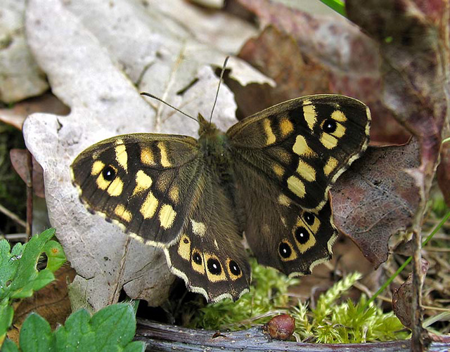 Speckled Wood