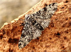 Peppered Moth