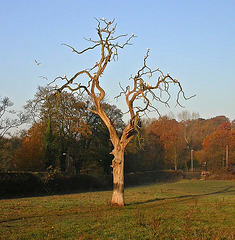 Seagull tree 2