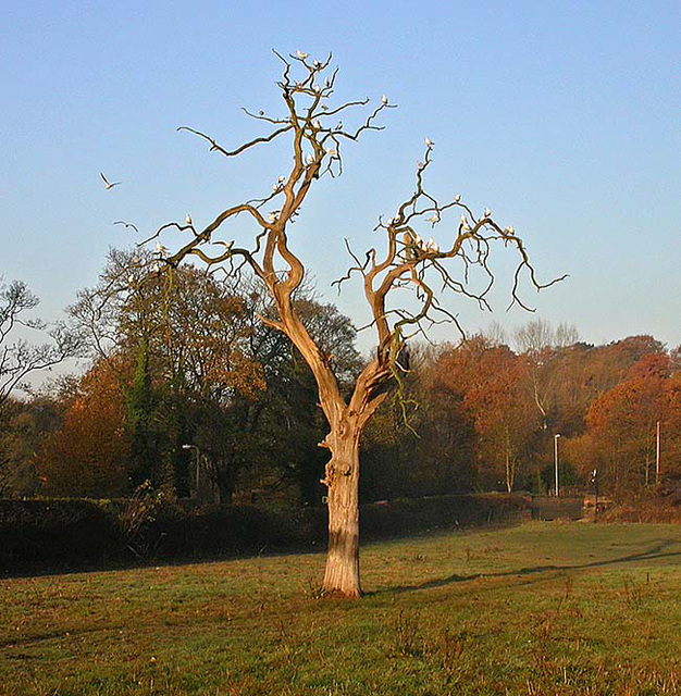 Seagull tree 2 Seagull tree 2