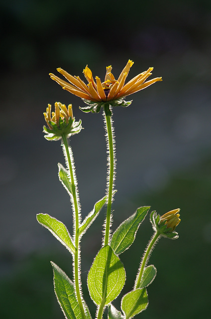 Rudbeckia