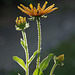 Rudbeckia