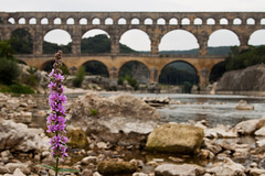 Pont du Gard 3