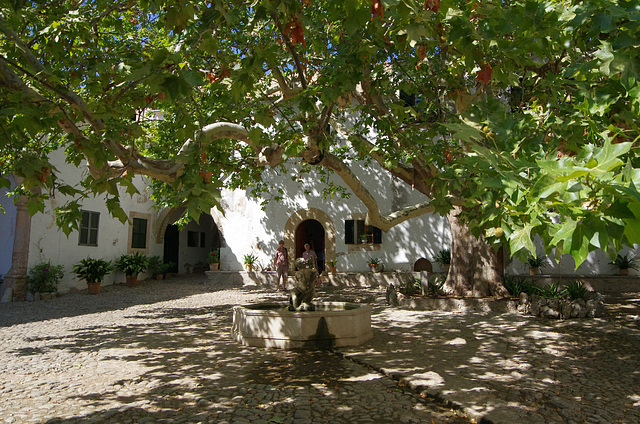 the courtyard, shaded by a huge plane tree