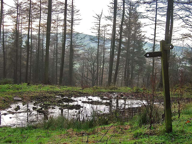 Forest reflections