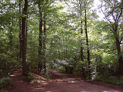 forest backdrop Delamere