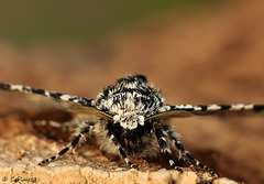 Peppered Moth Face