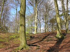 Alderley Edge