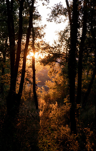 Forest sunset