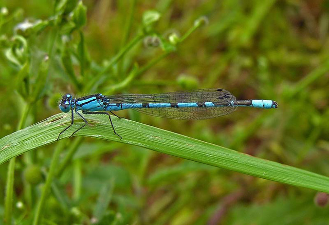 Common Blue Damselfly