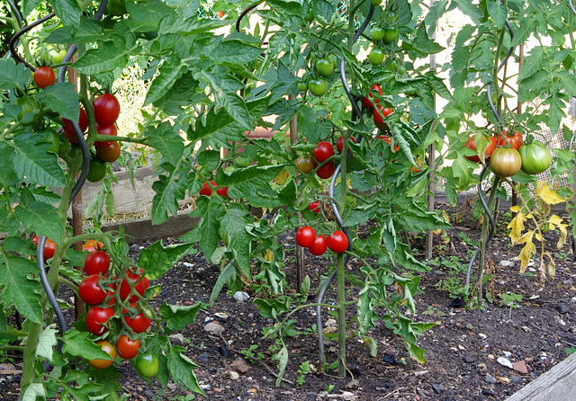 outdoor tomatoes