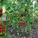 outdoor tomatoes