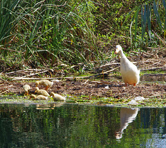 duck family