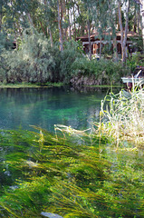 aquatic plants in clear water