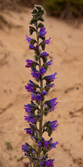 Viper's Bugloss