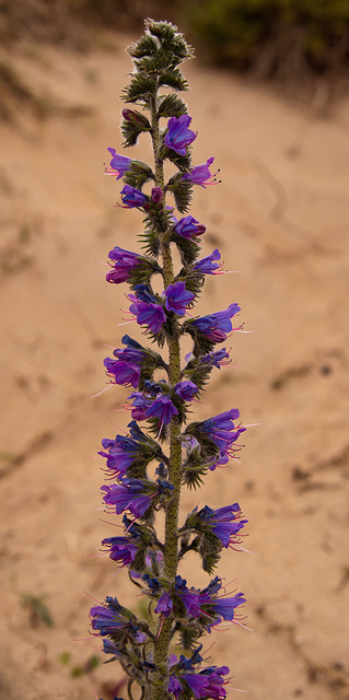 Viper's Bugloss