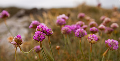 Sea Thrift