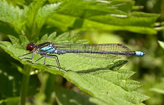 Red-eyed Damselfly