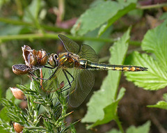 Downy Emerald