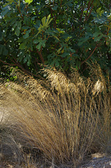 fig tree and grass