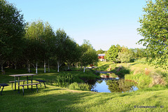 Early evening by the pond