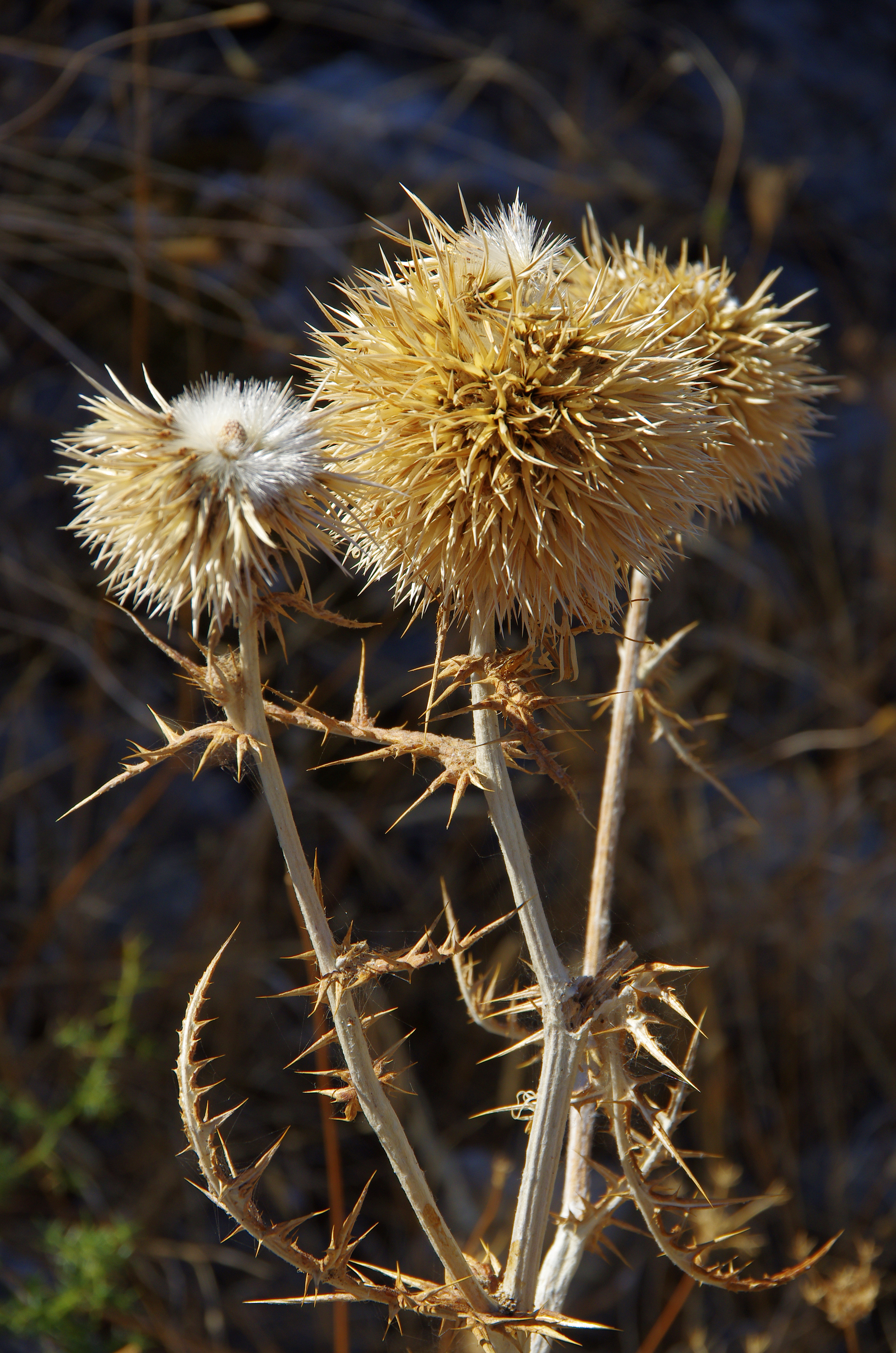 Dead spiny