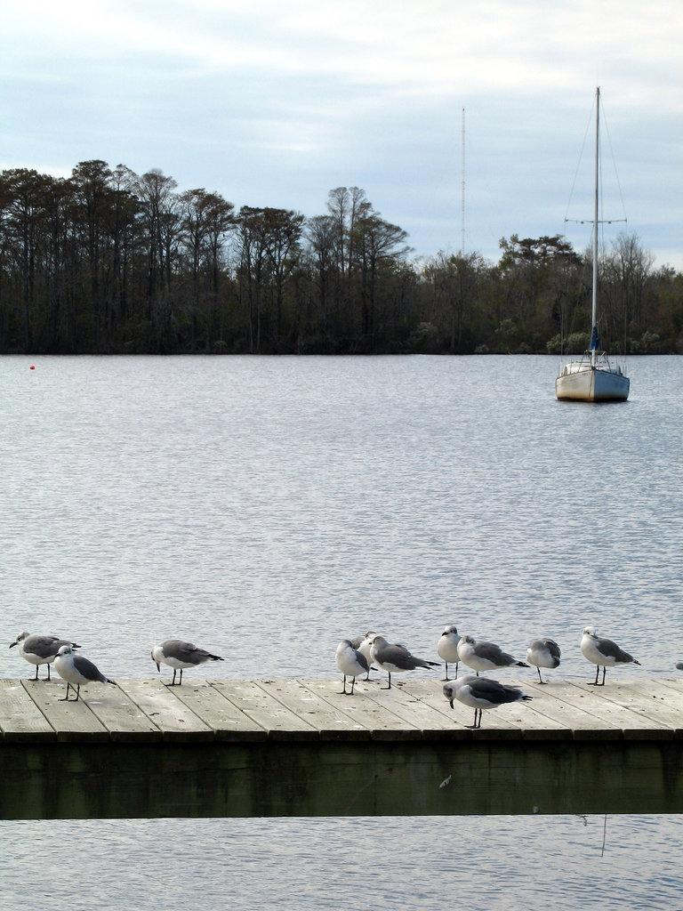 Dock of Seagulls