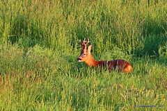 Roe Buck in the long grass