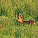 Roe Buck in the long grass