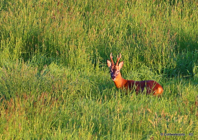 The frolicking Roe Buck having spotted me