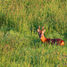 The frolicking Roe Buck having spotted me