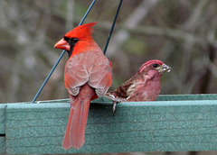 Cardinal and Purple Finch (Both Males)