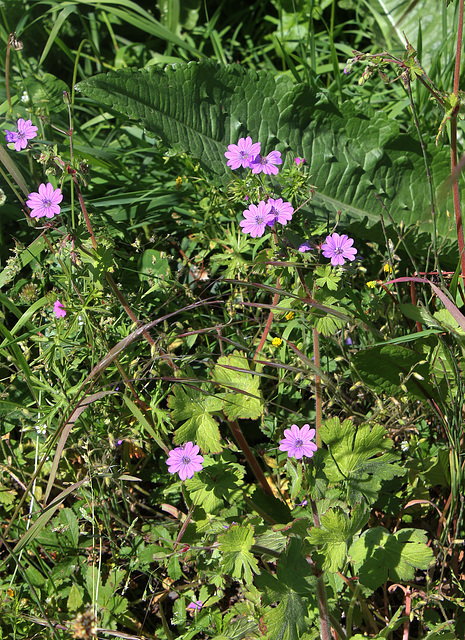 Geranium pyrenaïcum (2)